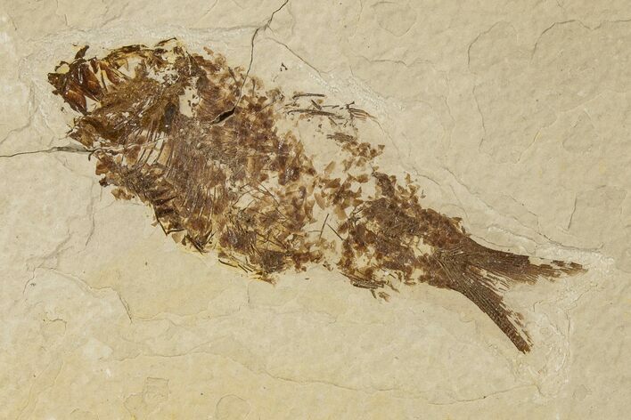 Bargain, Fossil Fish (Knightia) - Wyoming #186458
